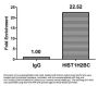Acetyl-HIST1H2BC (K120) Antibody