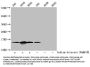 Acetyl-HIST1H2BC (K12) Antibody