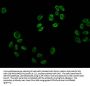 Acetyl-HIST1H2BC (K12) Antibody