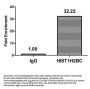 Crotonyl-HIST1H2BC (K12) Antibody