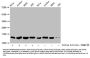 2-hydroxyisobutyryl-HIST1H2BC (K12) Antibody