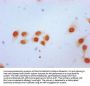 2-hydroxyisobutyryl-HIST1H2BC (K12) Antibody