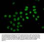 2-hydroxyisobutyryl-HIST1H2BC (K12) Antibody