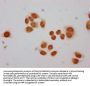 Mono-methyl-HIST1H2BC (K12) Antibody
