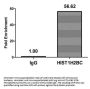 Mono-methyl-HIST1H2BC (K12) Antibody
