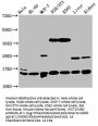 HIST1H2BC (Ab-12) Antibody