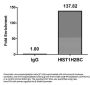 HIST1H2BC (Ab-12) Antibody