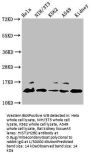 HIST1H2BC (Ab-14) Antibody