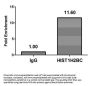 HIST1H2BC (Ab-14) Antibody