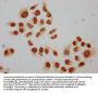 Mono-methyl-HIST1H2BC (K15) Antibody