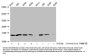 Crotonyl-HIST1H2BC (K16) Antibody