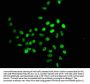 Crotonyl-HIST1H2BC (K16) Antibody