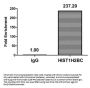 Acetyl-HIST1H2BC (K20) Antibody
