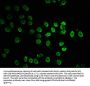Acetyl-HIST1H2BC (K20) Antibody