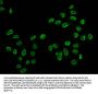 Butyrly-HIST1H2BC (K20) Antibody