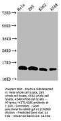 Mono-methyl-HIST1H2BC (K20) Antibody