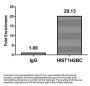 Mono-methyl-HIST1H2BC (K20) Antibody
