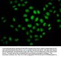 Crotonyl-HIST1H2BC (K23) Antibody