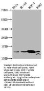 Crotonyl-HIST1H2BC (K23) Antibody