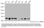 Acetyl-HIST1H2BC (K24) Antibody