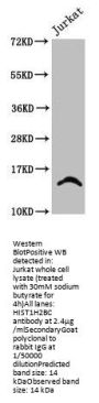 2-hydroxyisobutyryl-HIST1H2BC (K24) Antibody