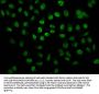 2-hydroxyisobutyryl-HIST1H2BC (K24) Antibody
