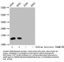 2-hydroxyisobutyryl-HIST1H2BC (K34) Antibody