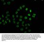 2-hydroxyisobutyryl-HIST1H2BC (K34) Antibody