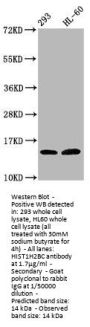 Hydroxyl-HIST1H2BC (Y37) Antibody