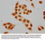 Formyl-HIST1H2BC (K5) Antibody