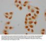 Formyl-HIST1H2BC (K108) Antibody