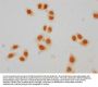 Crotonyl-HIST1H2BC (K23) Antibody