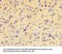 HIST1H2BD Antibody
