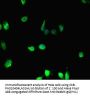 HIST1H2BD Antibody