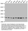 Tri-methyl-HIST1H3A (K4) Antibody