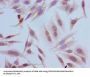 Tri-methyl-HIST1H3A (K4) Antibody