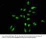 Tri-methyl-HIST1H3A (K4) Antibody