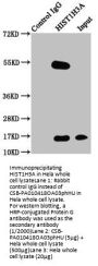 Phospho-HIST1H3A (T3) Antibody