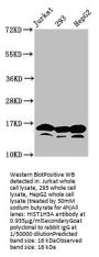 Acetyl-HIST1H3A (K4) Antibody