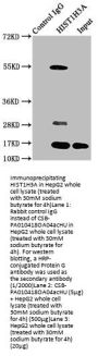 Acetyl-HIST1H3A (K4) Antibody