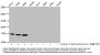 β-hydroxybutyryl-HIST1H3A (K4) Antibody