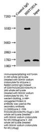 Crotonyl-HIST1H3A (K4) Antibody