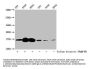 2-hydroxyisobutyryl-HIST1H3A (K4) Antibody