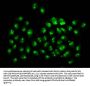 2-hydroxyisobutyryl-HIST1H3A (K4) Antibody
