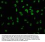 HIST1H3A (Ab-4) Antibody