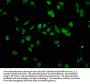 HIST1H3A (Ab-4) Antibody