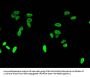 HIST1H3A (Ab-4) Antibody