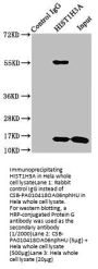 HIST1H3A (Ab-6) Antibody