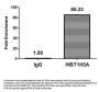 HIST1H3A (Ab-6) Antibody