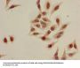 Acetyl-HIST1H3A (K9) Antibody
